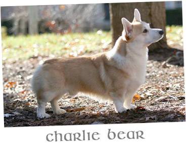 Charlie Bear